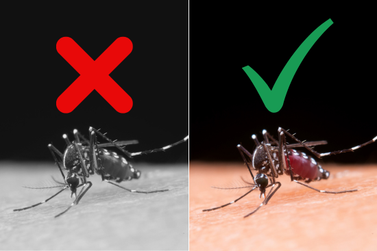 Mitos y verdades sobre el dengue